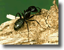 BLACK CARPENTER ANT