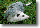 Opossum