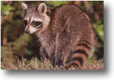 Raccoon